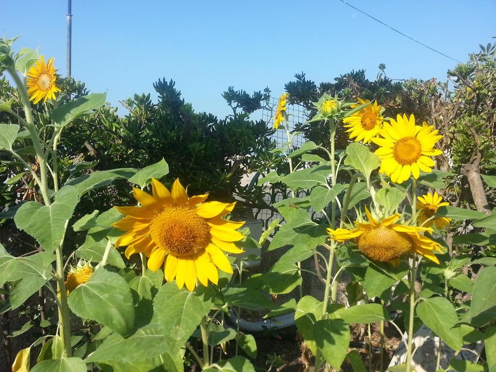 Il Girasole Formia Guesthouse Rooms Eksteriør bilde